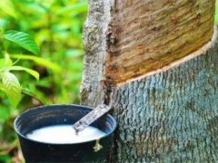 天然橡膠碳足跡標(biāo)準(zhǔn),正式發(fā)(fā)布!